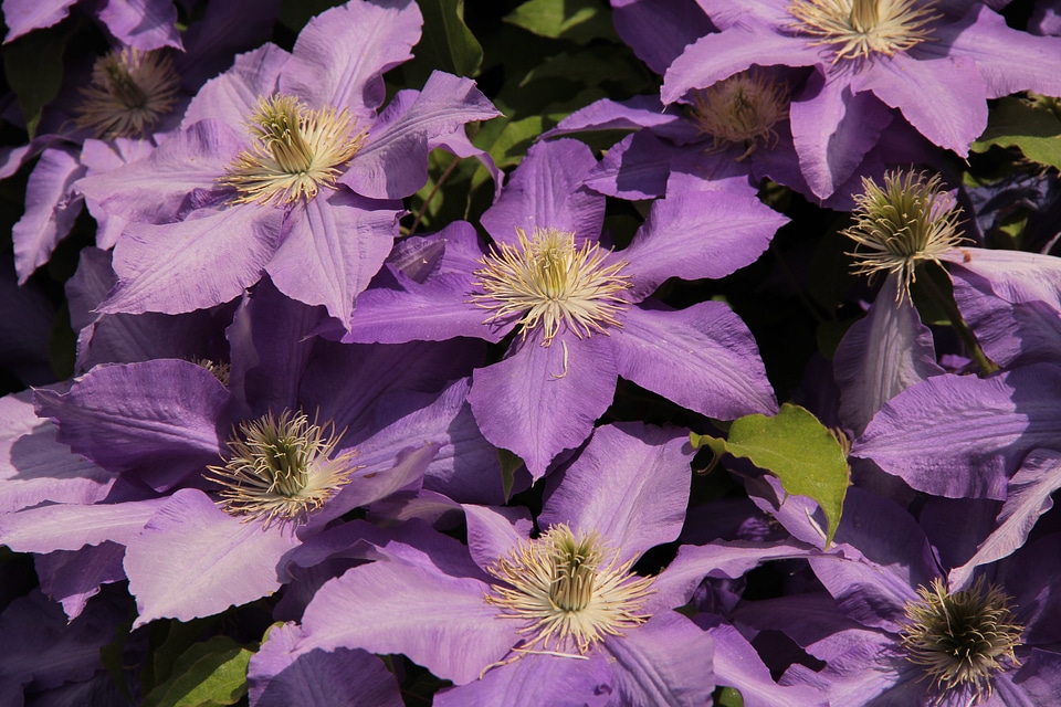 Summer plant mood