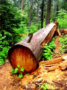 Big Tree Down, Forest Ecosystem photo
