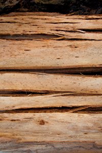 Tree bark texture, layers