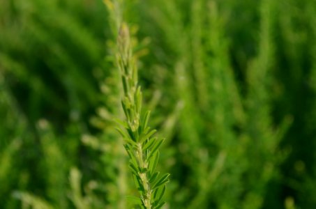 Intense Greenery