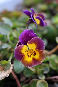 Bloom pansy close up