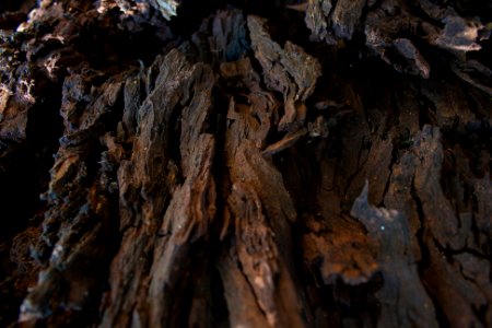 Tree bark Texture, rich perspective with deep layers