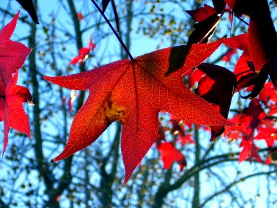 Solo maple leaf - San DIego photo