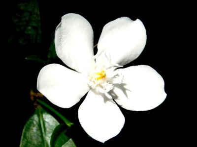 Jasmine