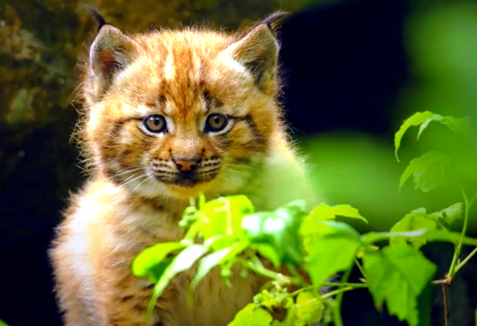 Baby Lynx-Austria photo