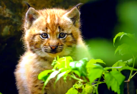 Baby Lynx-Austria