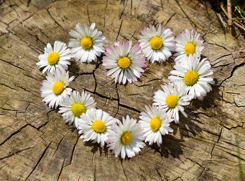 Flower heart spring heart shaped