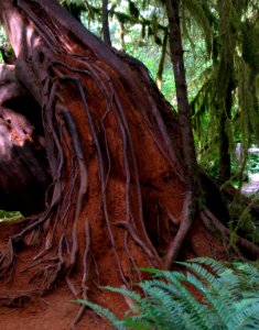 Rainforest Roots Olympic National Park
