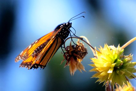 Monarch Butterfly, Wings of Beauty photo