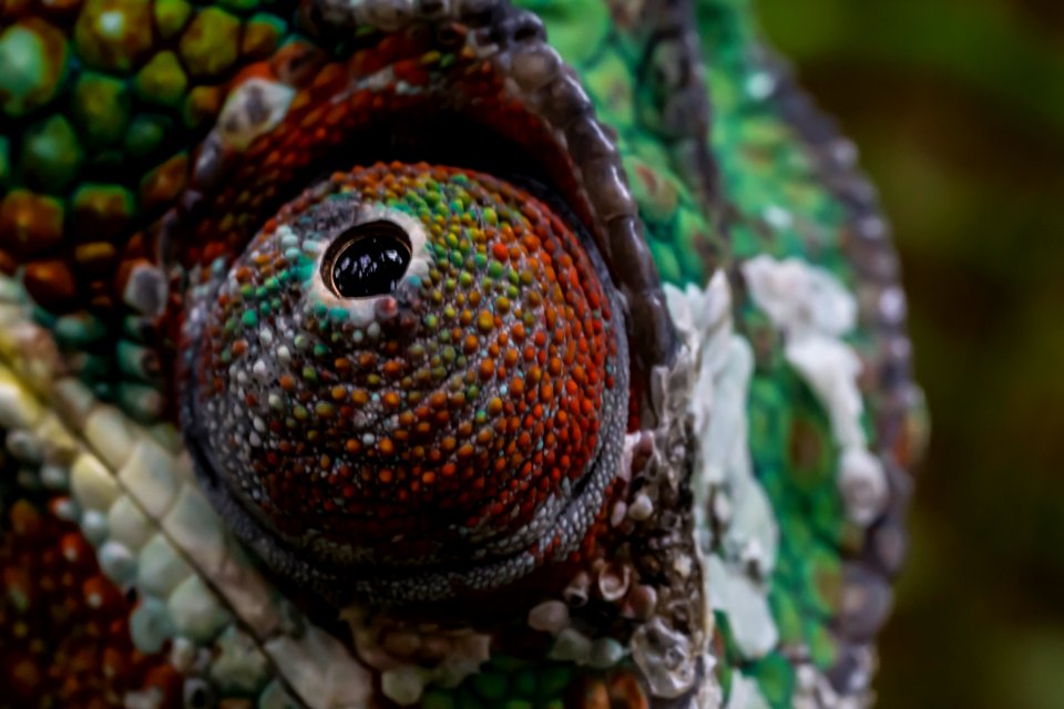 Chamäleon Makro Eye