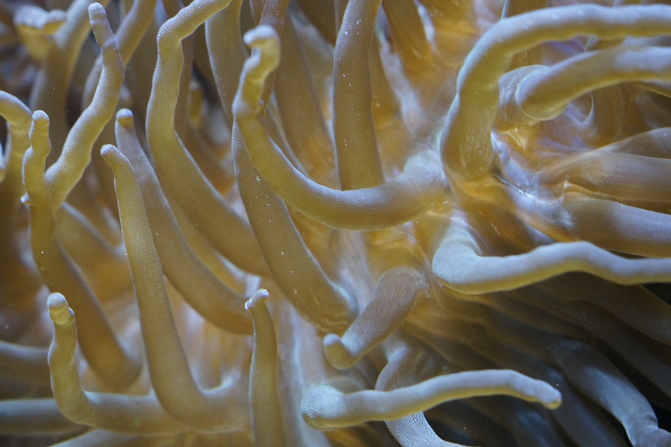 Aquarium sea creature