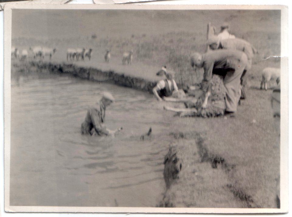 Sheep and River