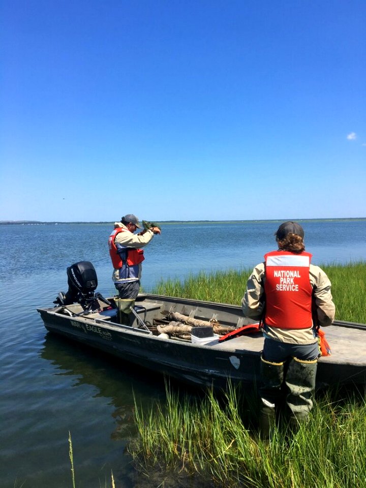 Salt Marsh Field Crew (NPS Photo, Daniel Cole)