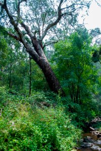 Tree leans out from Cox creek