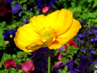 Yellow Poppy PS  Yum