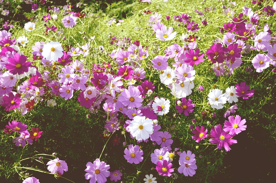 Cosmos plants flowers