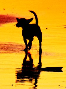 Yo quiero la playa!