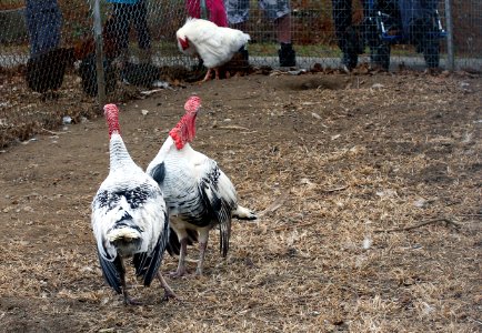 Suson Farms - February