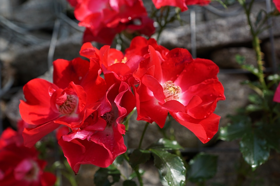 Rose nature wild rose