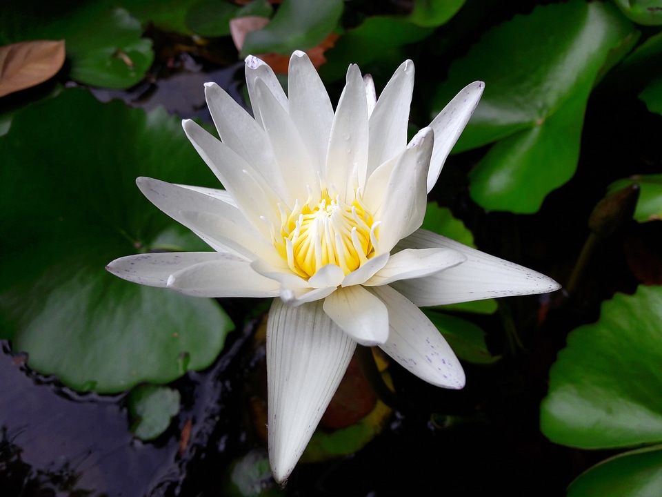 Flowers green white lotus