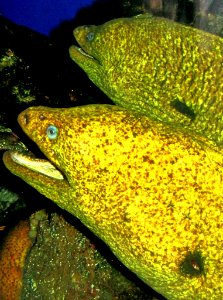 Moray Eels photo