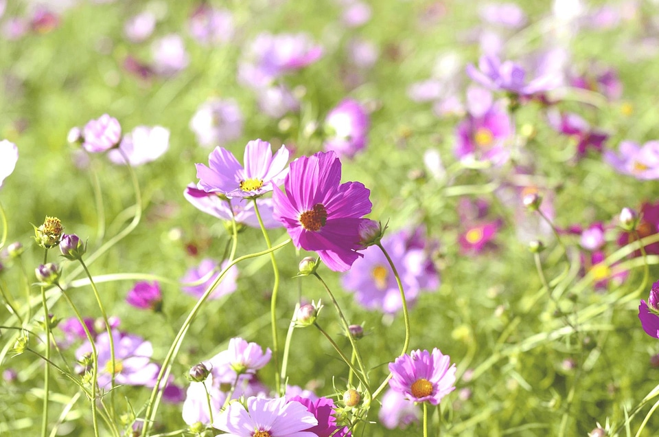 Cosmos plants flowers