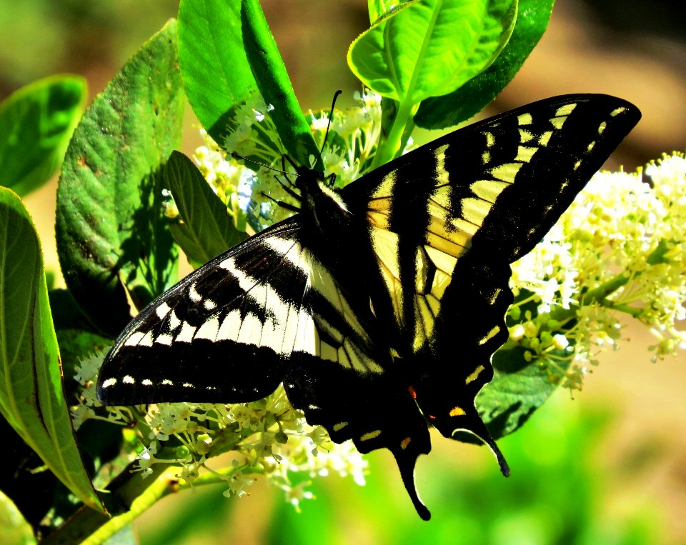 swallowtail butterfly