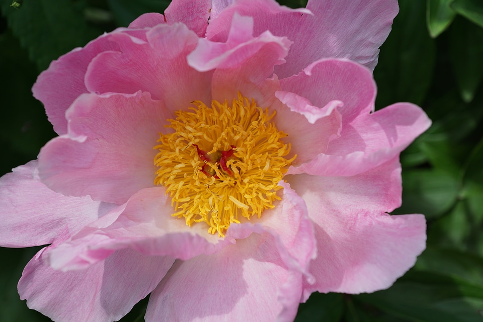 Bloom flora nature