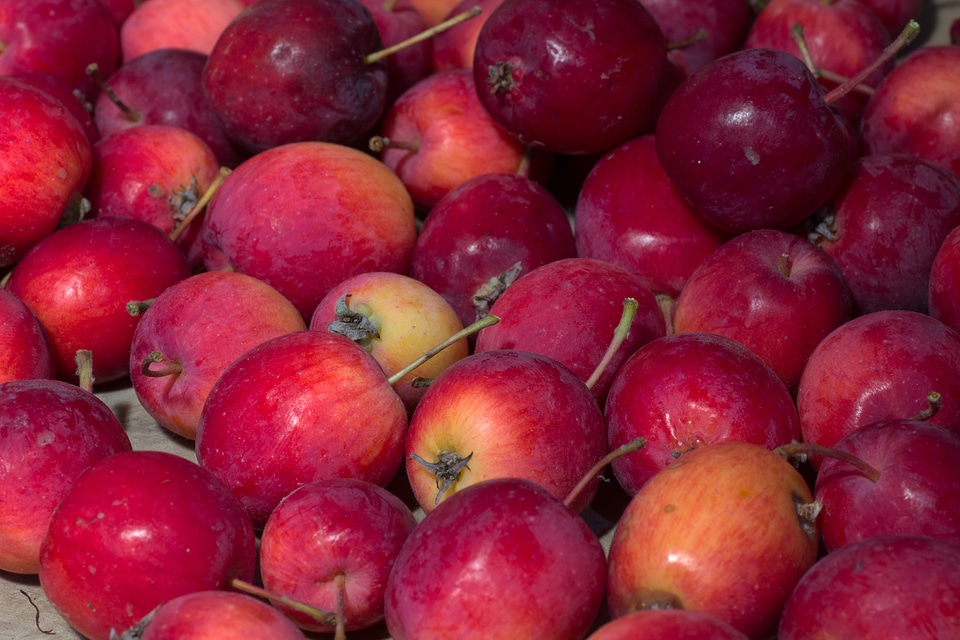 Autumn red apple fruits
