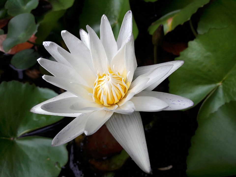 Flowers green white lotus