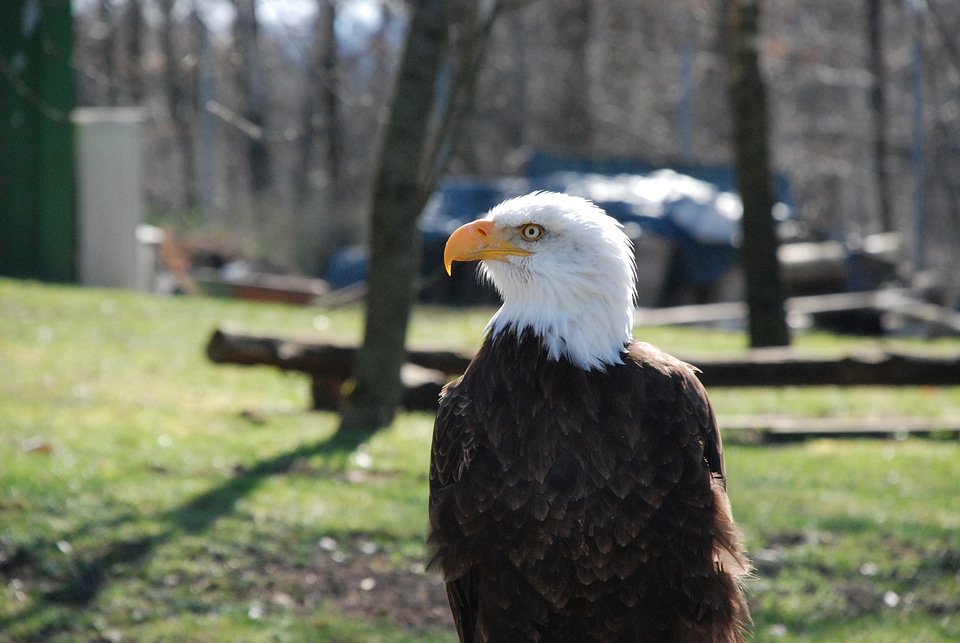 Animal bird of prey white tailed eagle
