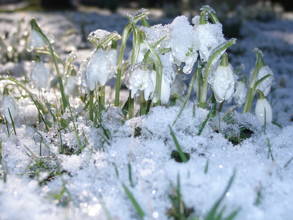 Melting nature frost