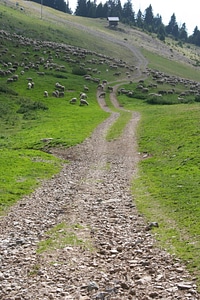 Sheep mountain pastures landscape