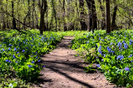 Virginius Island trail surrounded by bluebells
