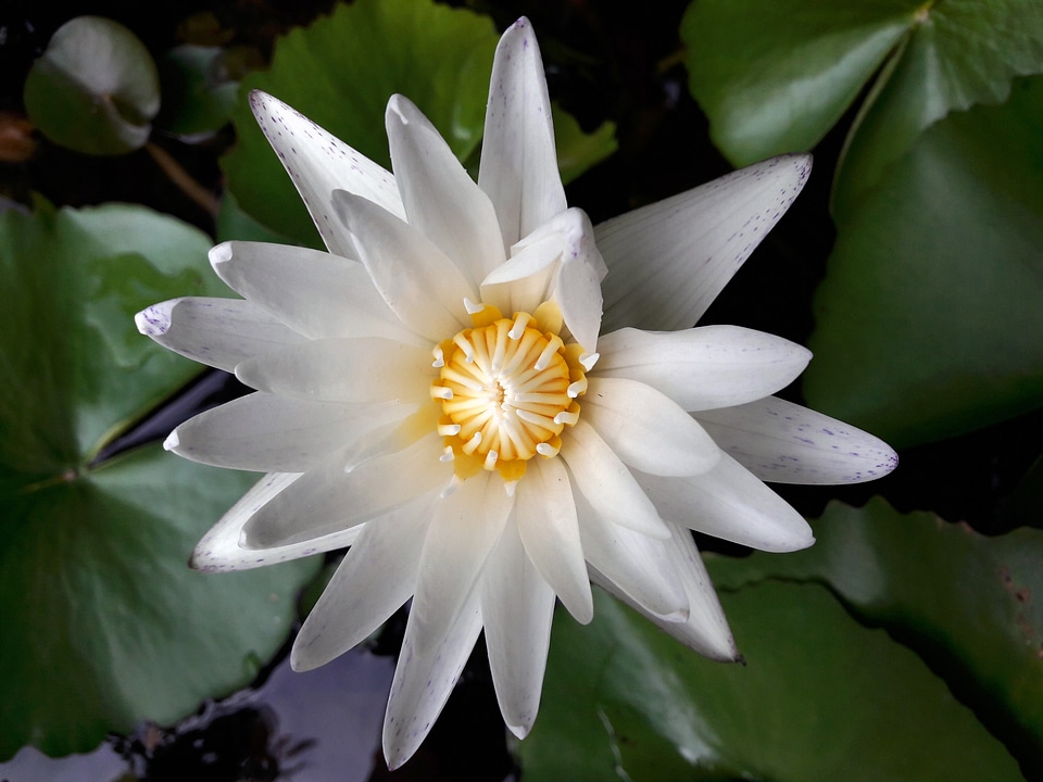 Flowers green white lotus