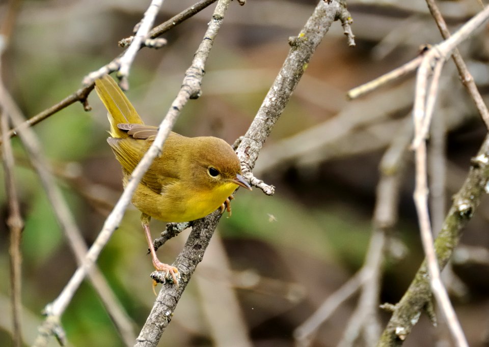 Female Common Yellowthroat