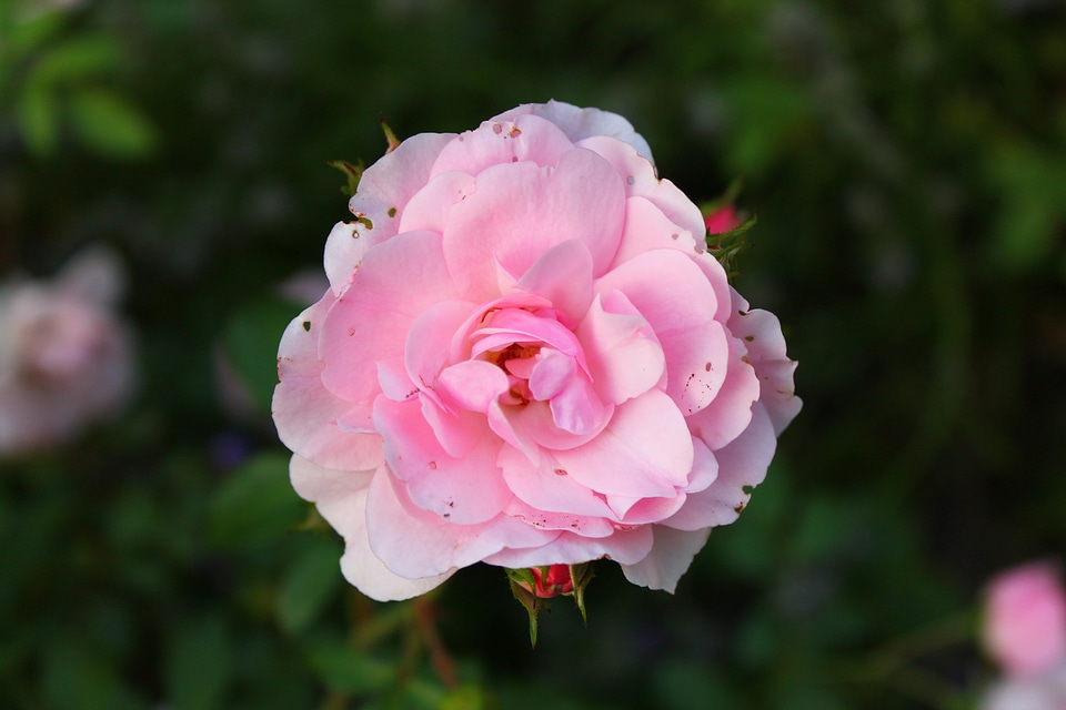 Sweden flower romance