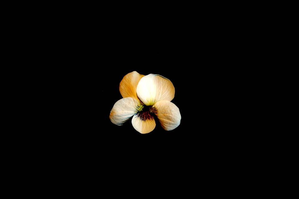 Flowers petal spring