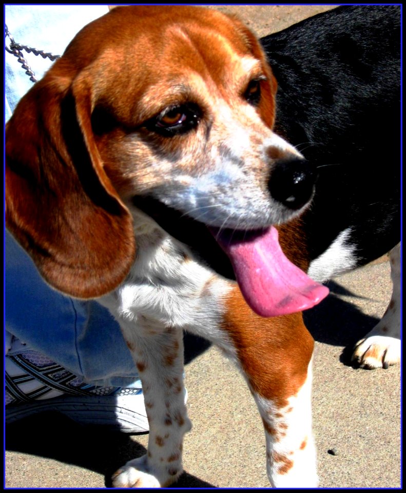 Beagle Smiles and Pink Tongues Wagging