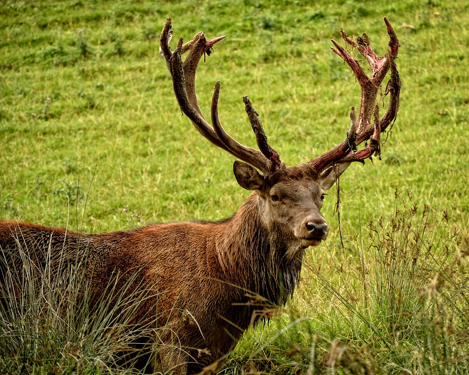 Antler antler carrier animal