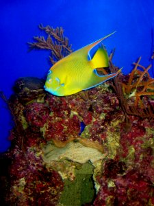 butterfly fish in the coral photo