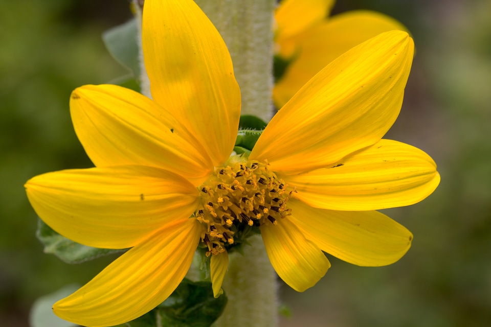 Flower garden yellow garden