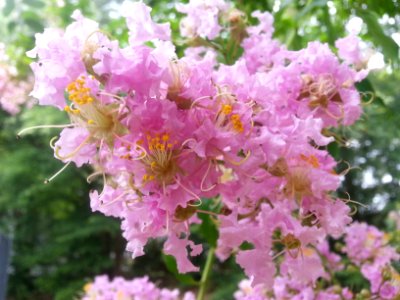 Pink flowers at Whitley Park
