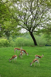 Animals captive observation