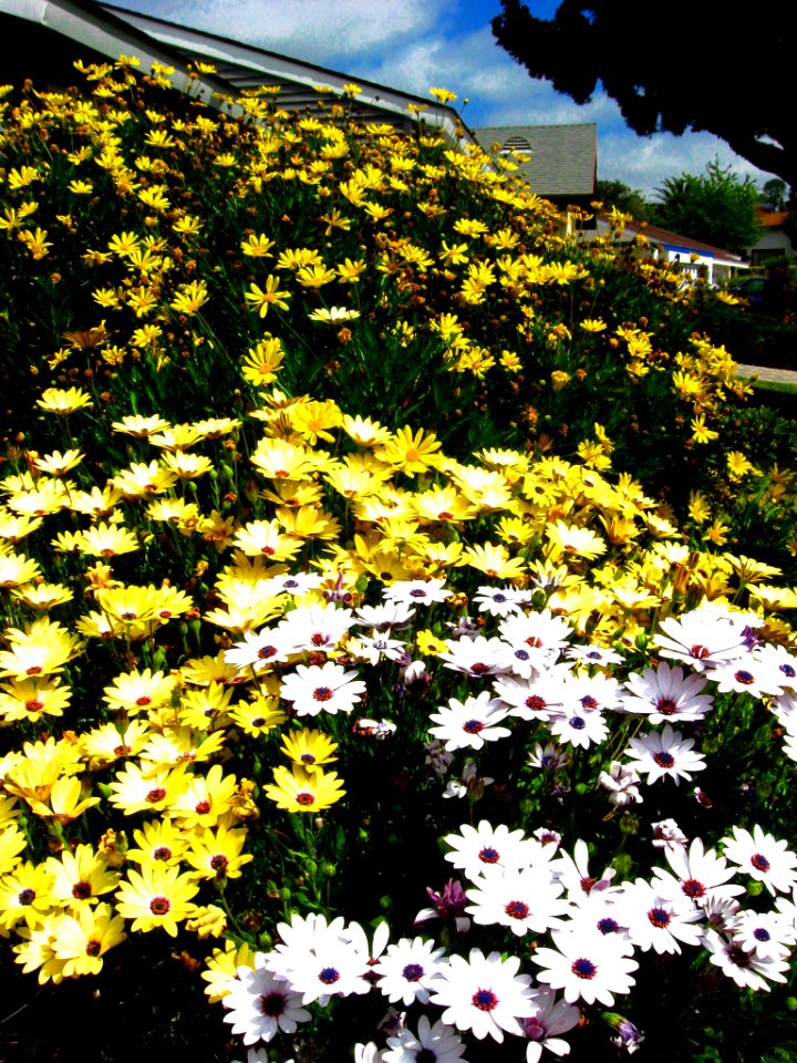 Daisy Crazy : My Front Yard