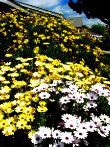 Daisy Crazy : My Front Yard