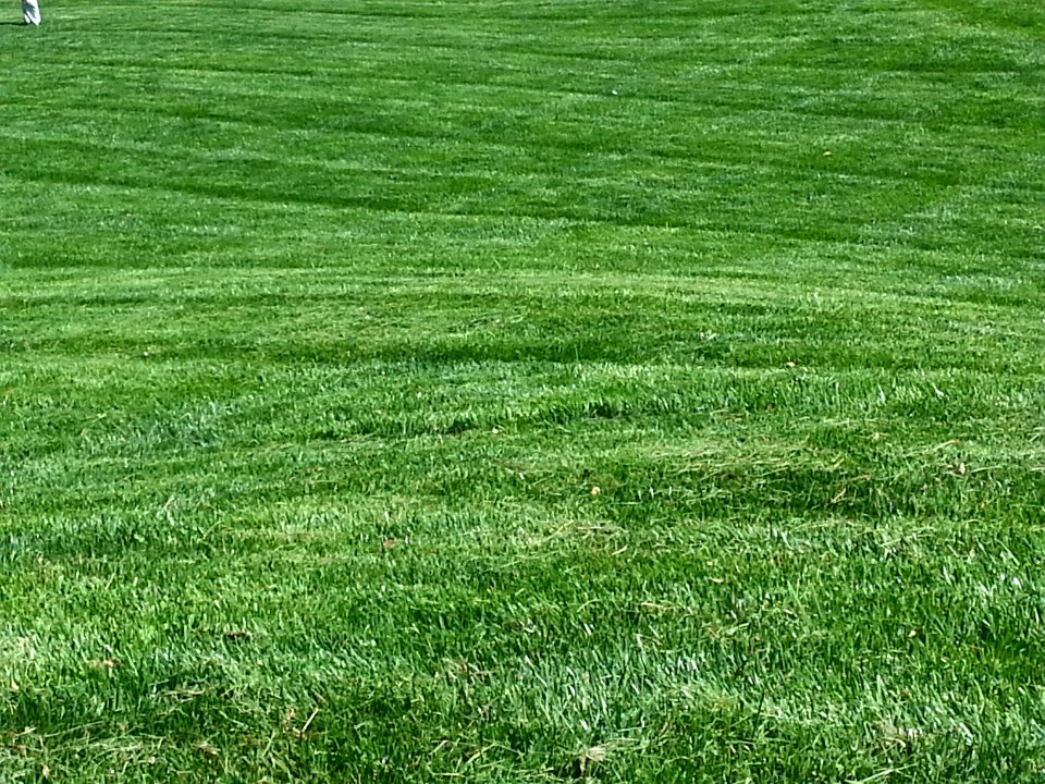 Green grass