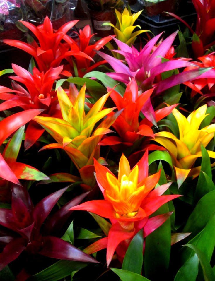 Beautiful Bromelaid Plants