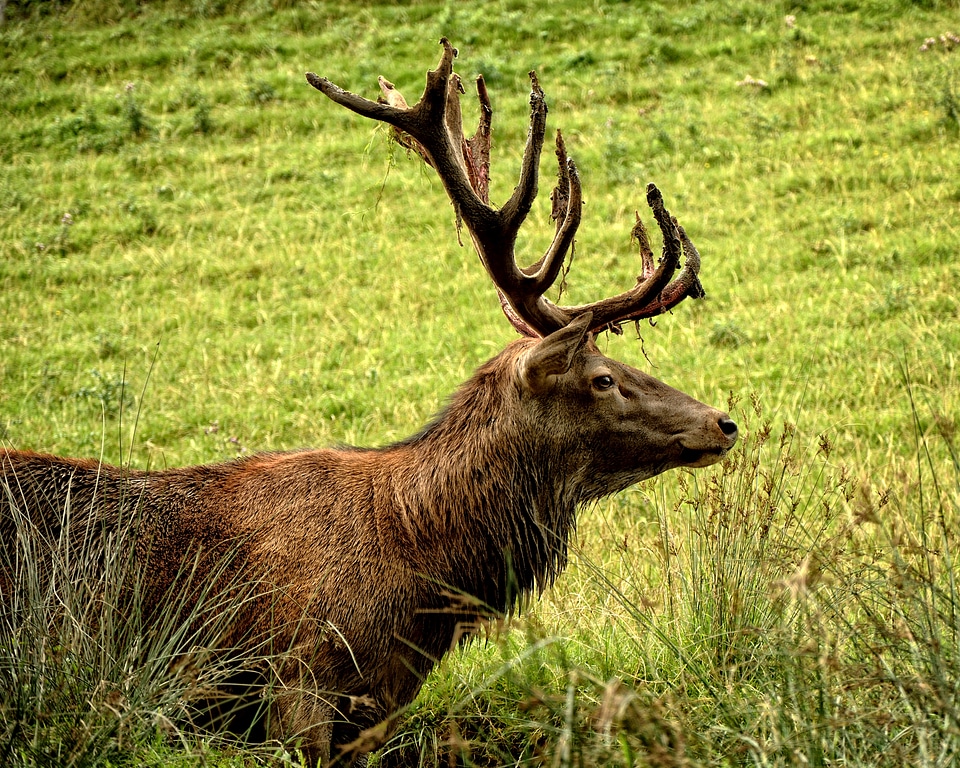 Antler antler carrier animal