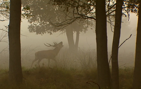 Roaring In The Mist-Austria
